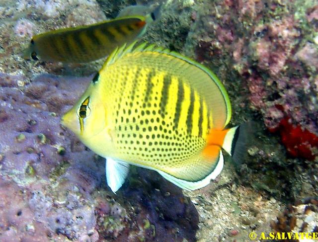 Diving in NhaTrang