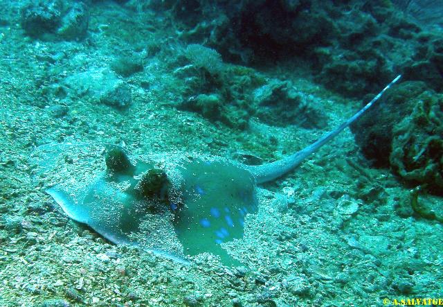 Diving in NhaTrang