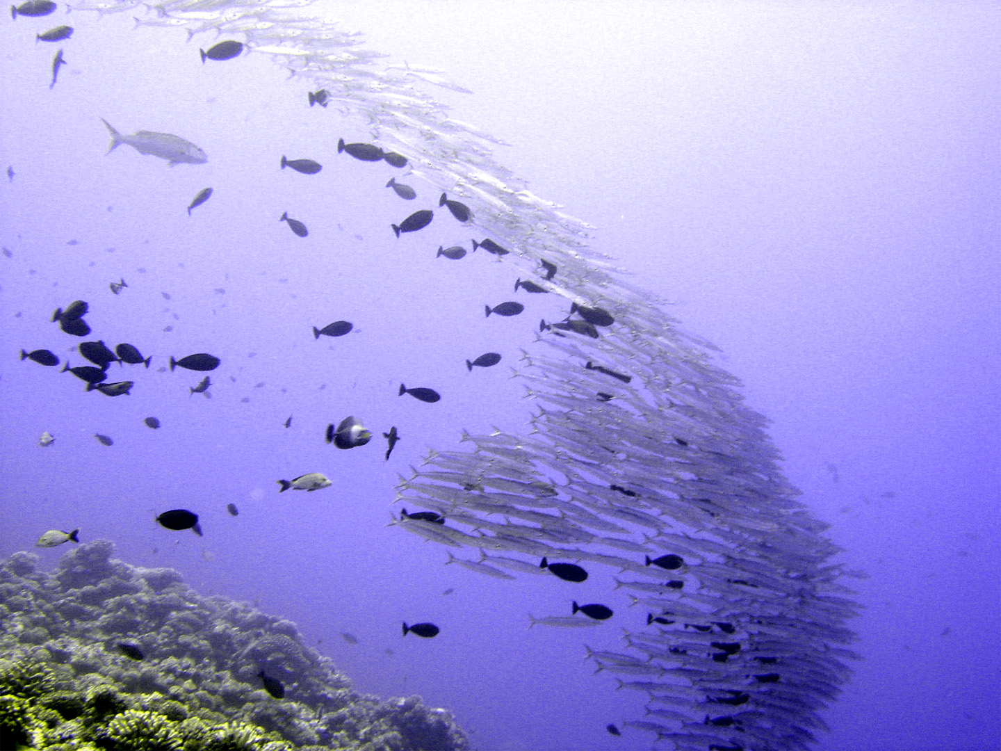 Diving in Rangiroa