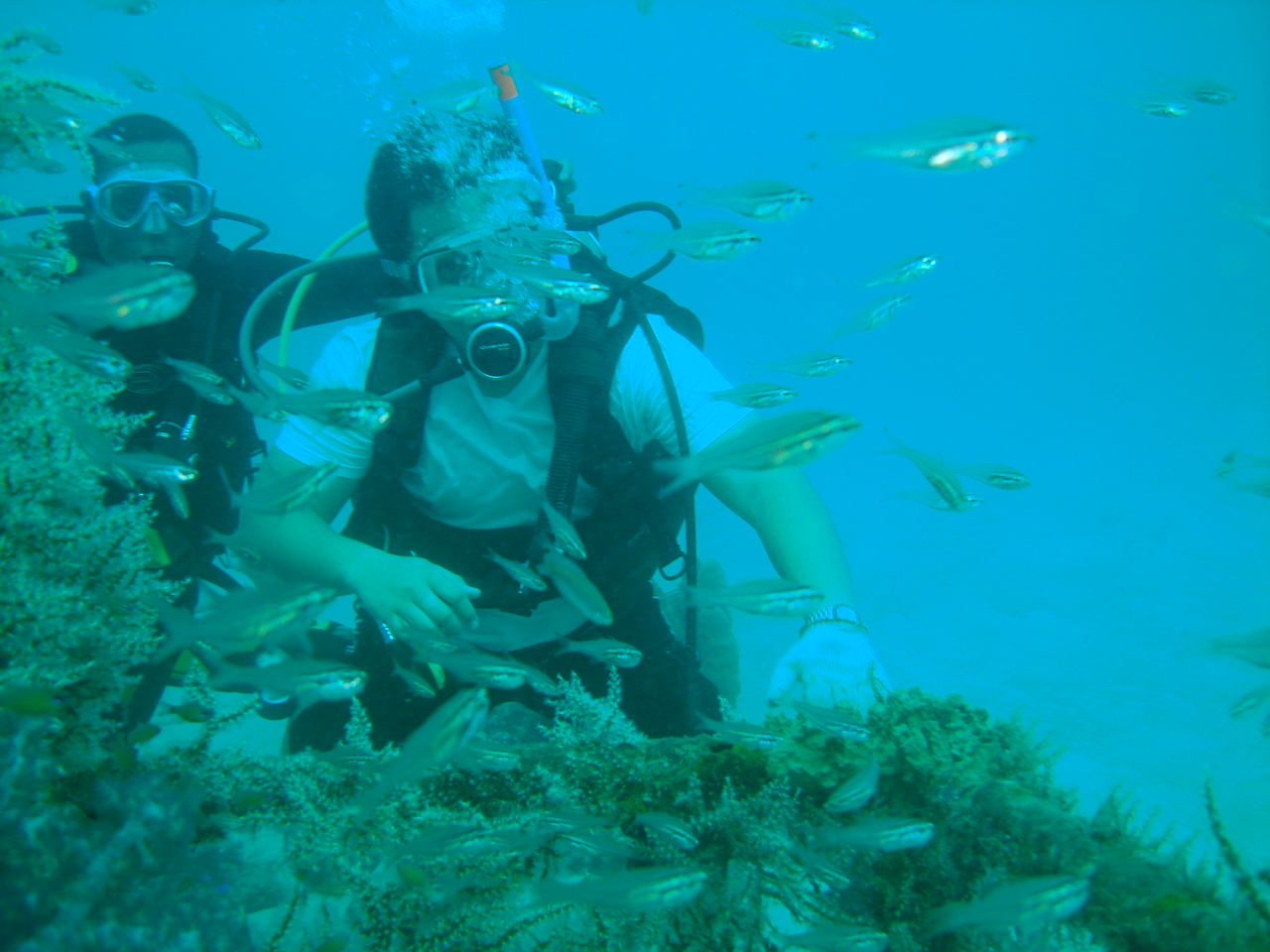 Diving in San Joaquin and Agutayan, Philippines