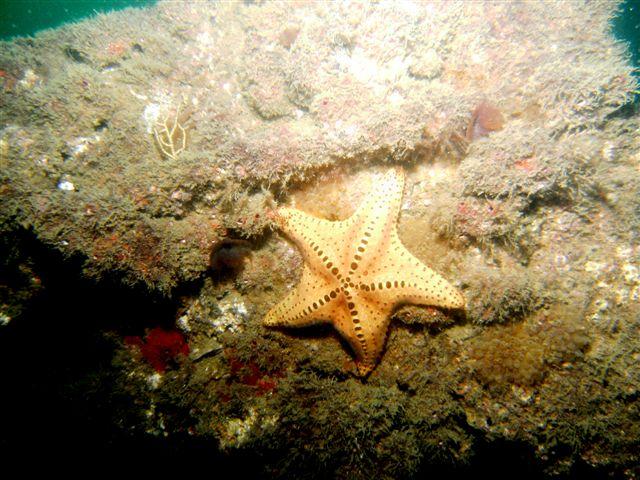 Diving in Senegal