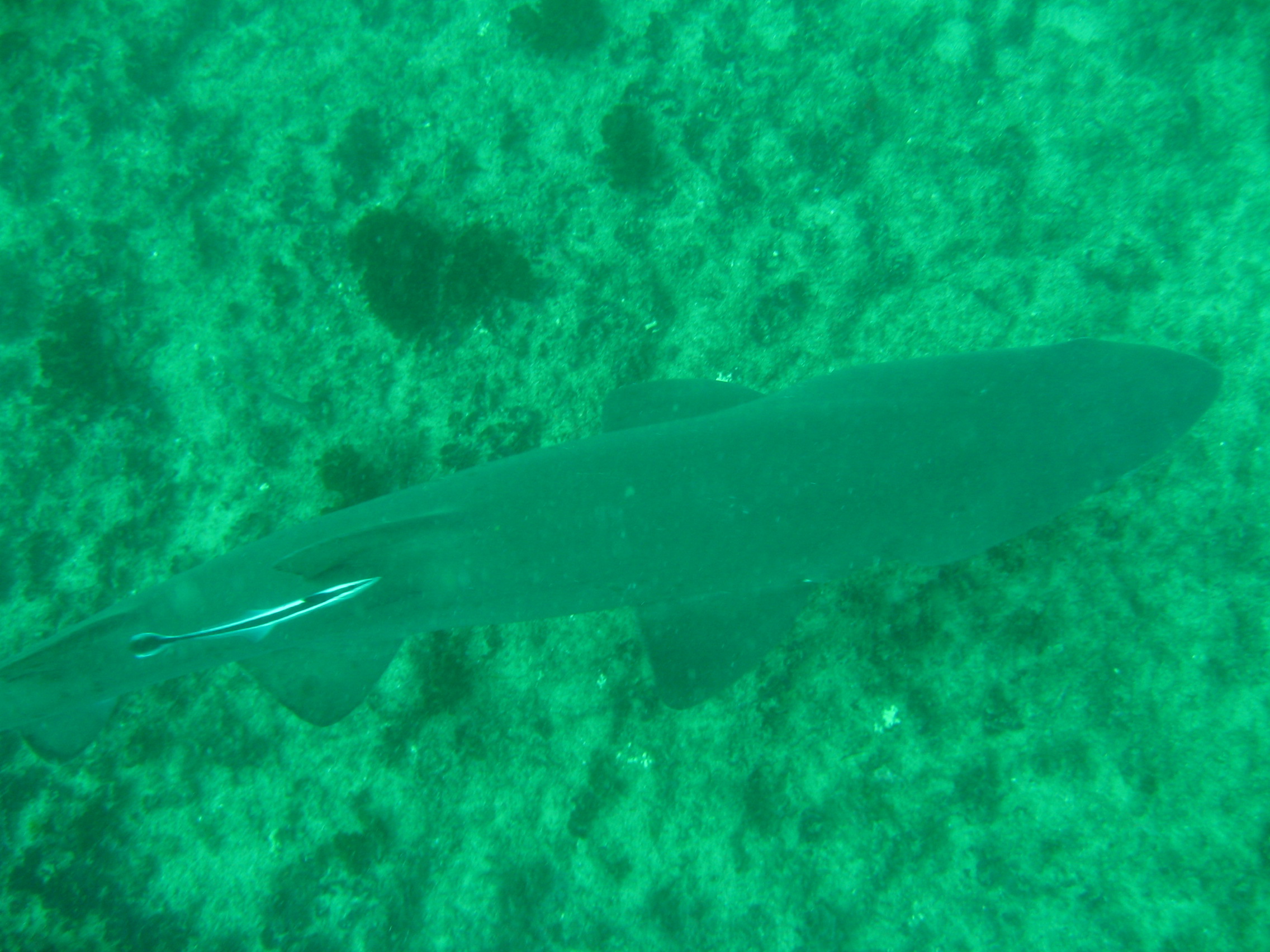 Diving in Sydney ( Magic Point)