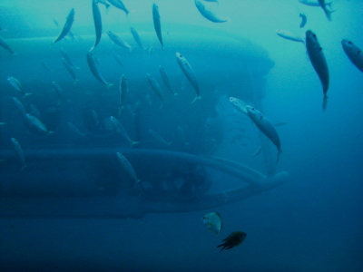 Diving in Tenerife