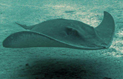 Diving in Tenerife