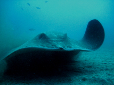 Diving in Tenerife