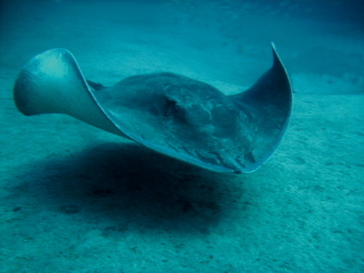 Diving in Tenerife