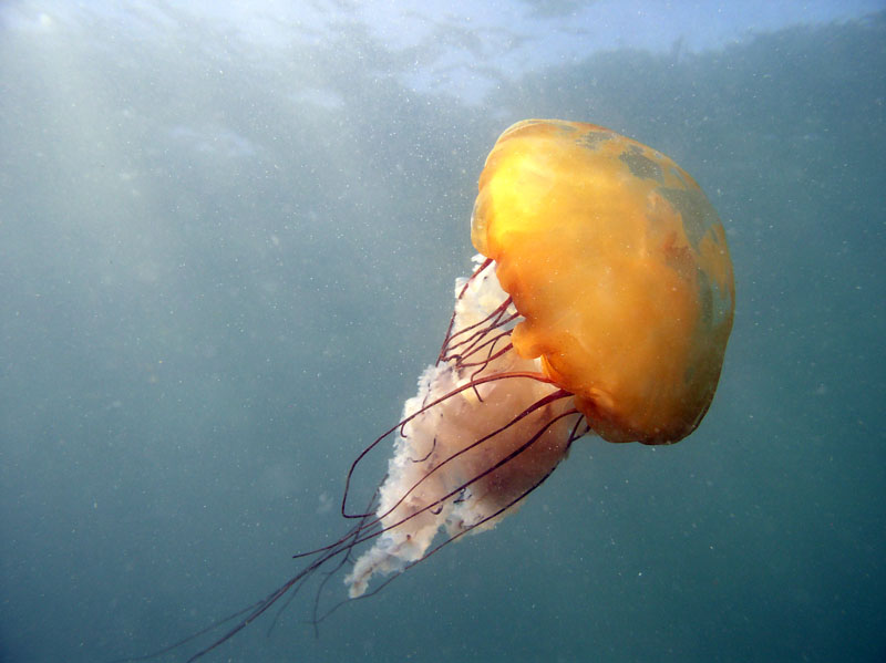 Diving Monterey, Brown Jelly