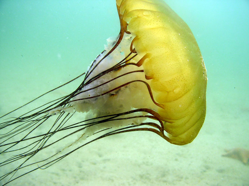 Diving Monterey, Brown Jellyfish