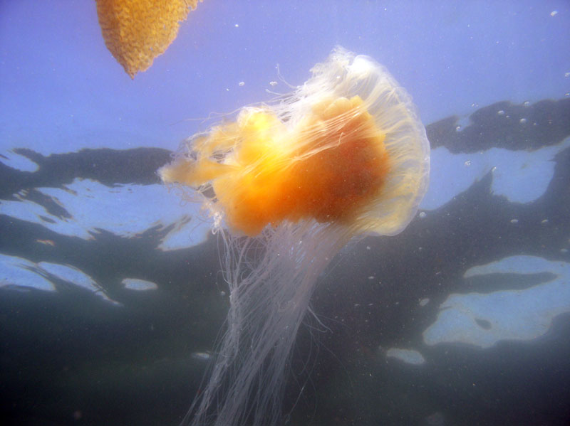 Diving Monterey, Part 1