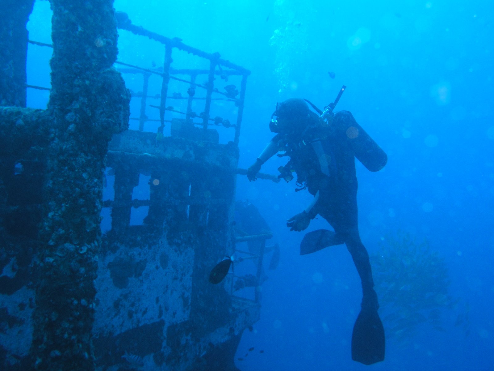 Diving Oahu