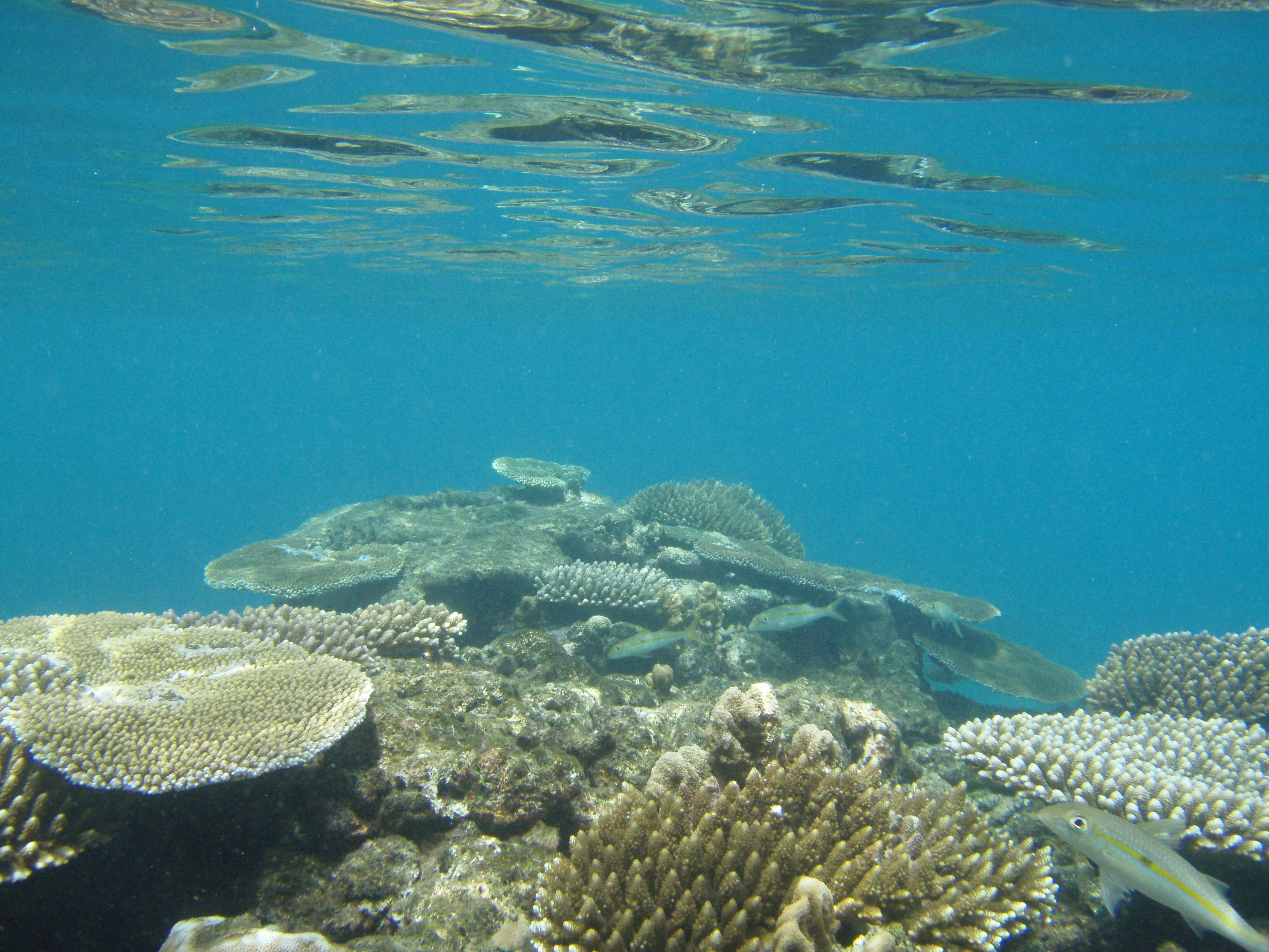 Diving off Waya Island, Yasawa Chain, Fiji