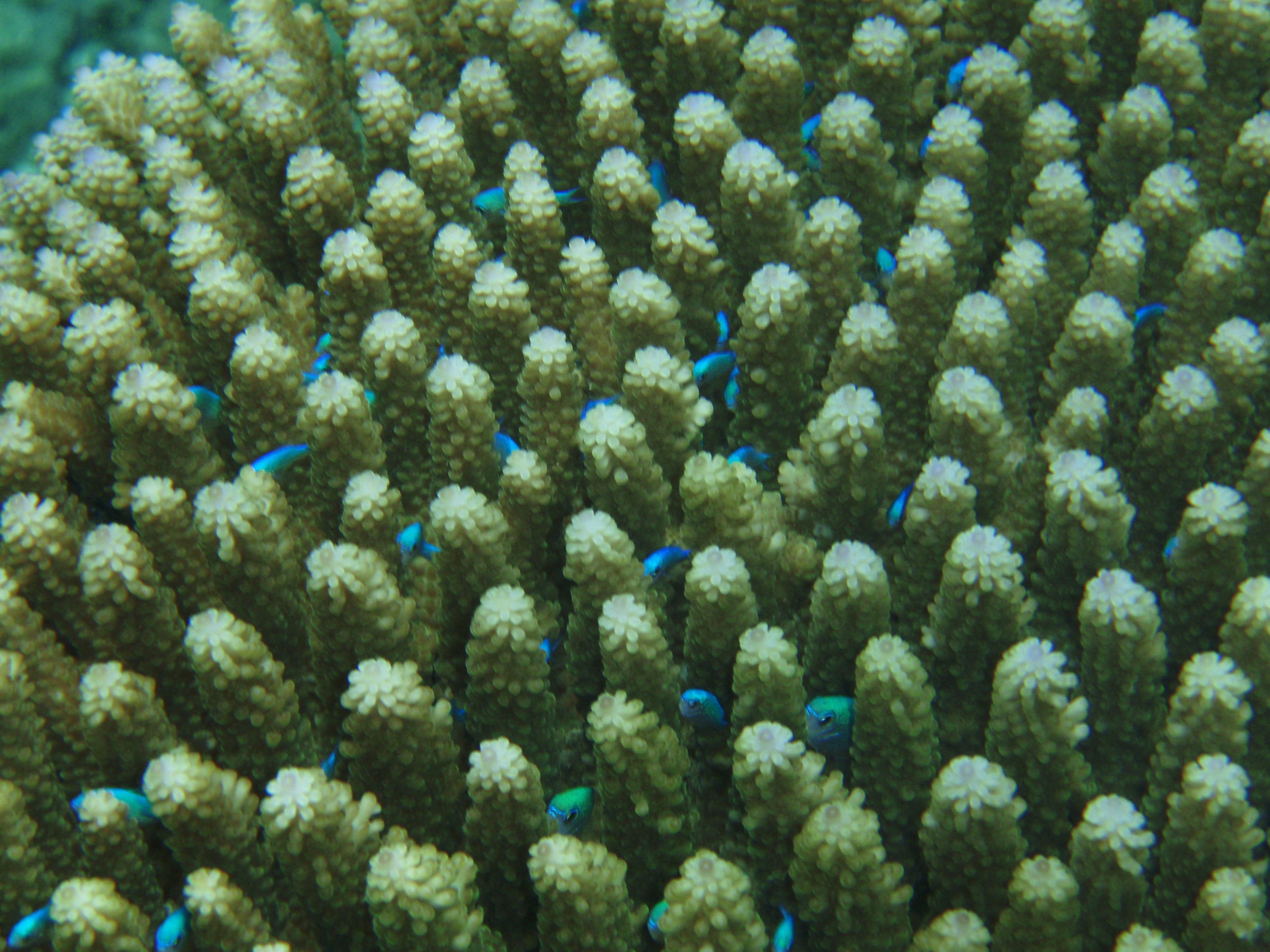 Diving off Waya Island, Yasawa Chain, Fiji