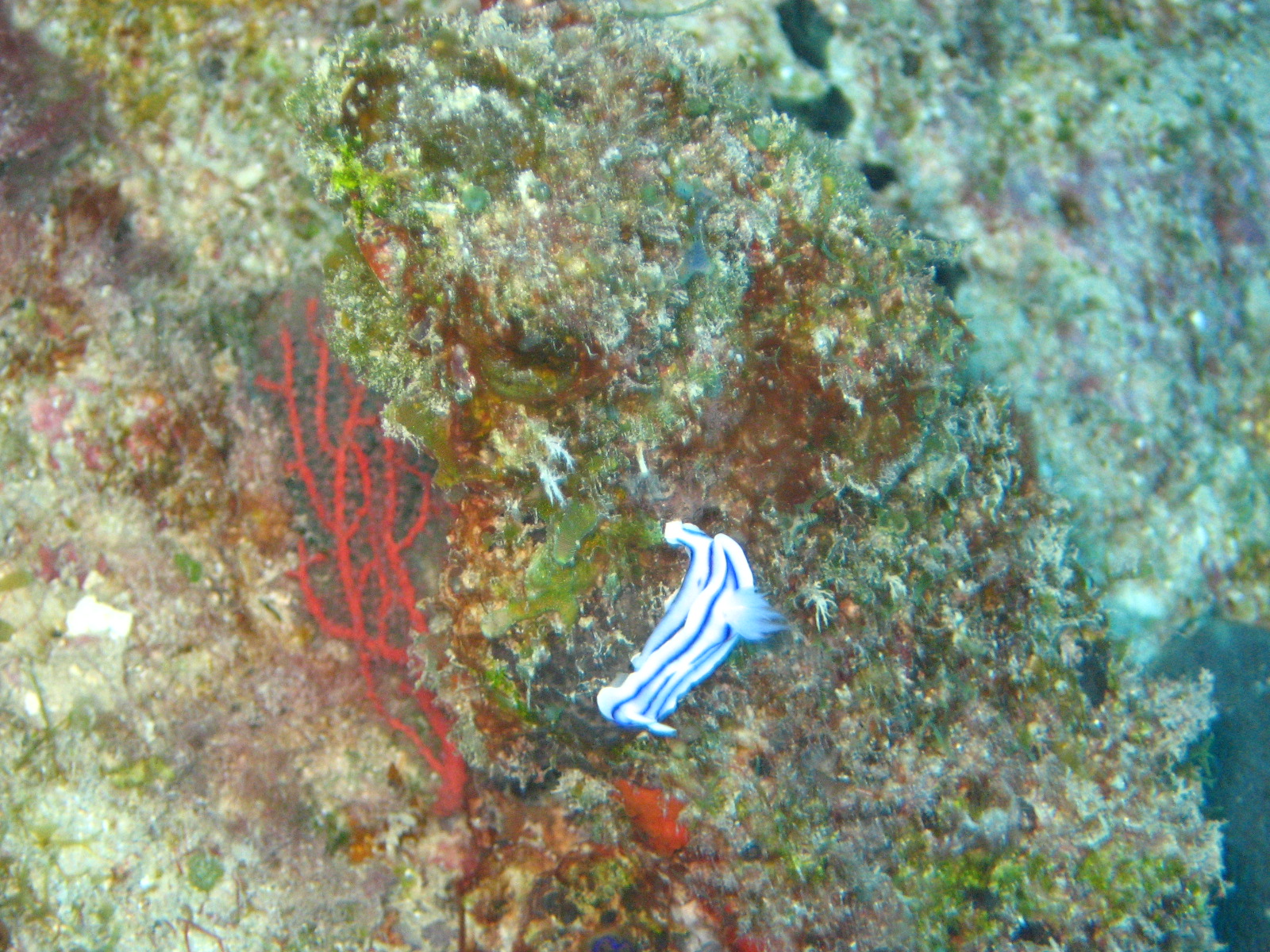 Diving off Waya Island, Yasawa Chain, Fiji