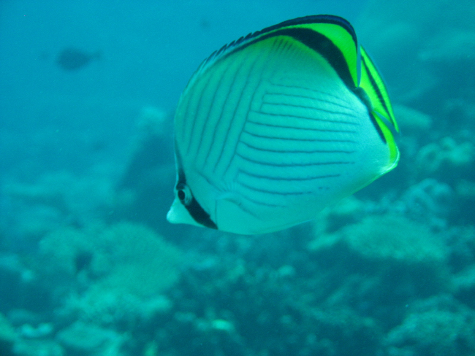 Diving off Waya Island, Yasawa Chain, Fiji