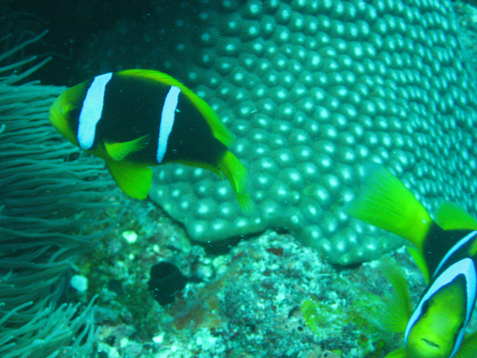 Diving off Waya Island, Yasawa Chain, Fiji