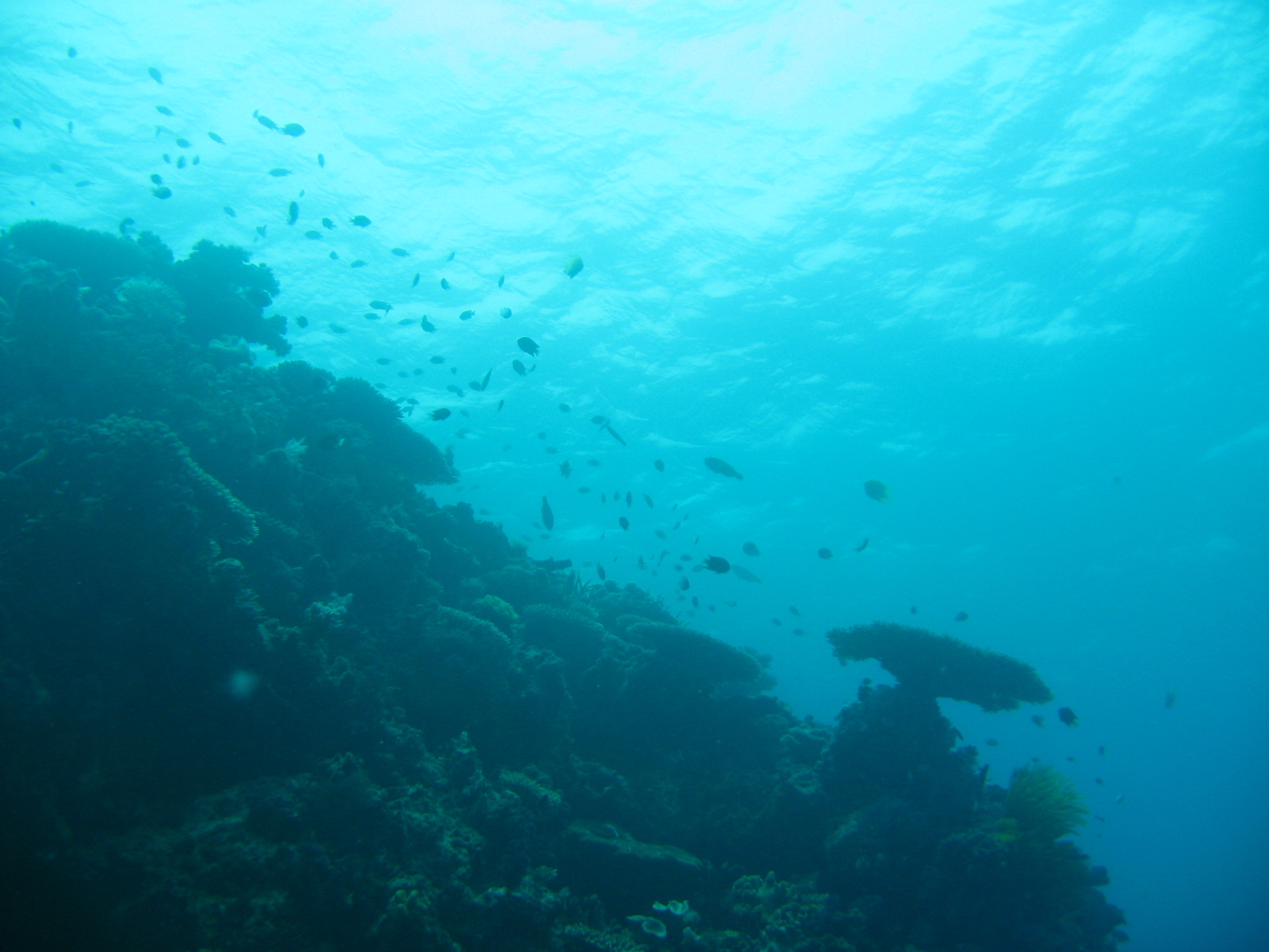 Diving off Waya Island, Yasawa Chain, Fiji