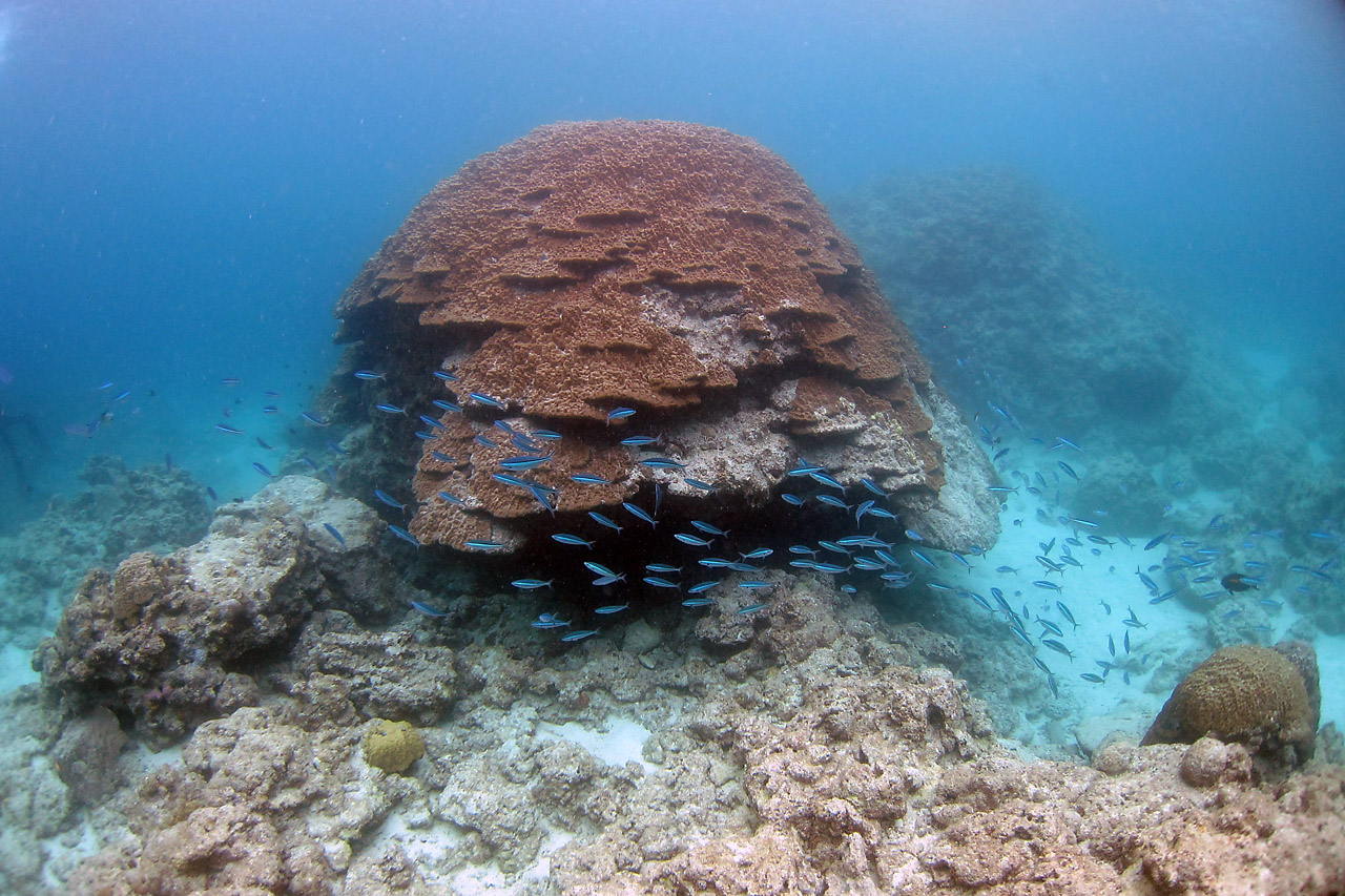 Diving Okinawa