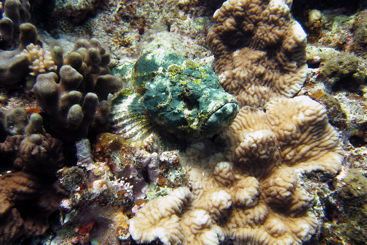 Diving Okinawa