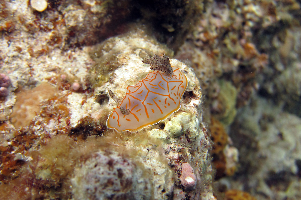 Diving Okinawa