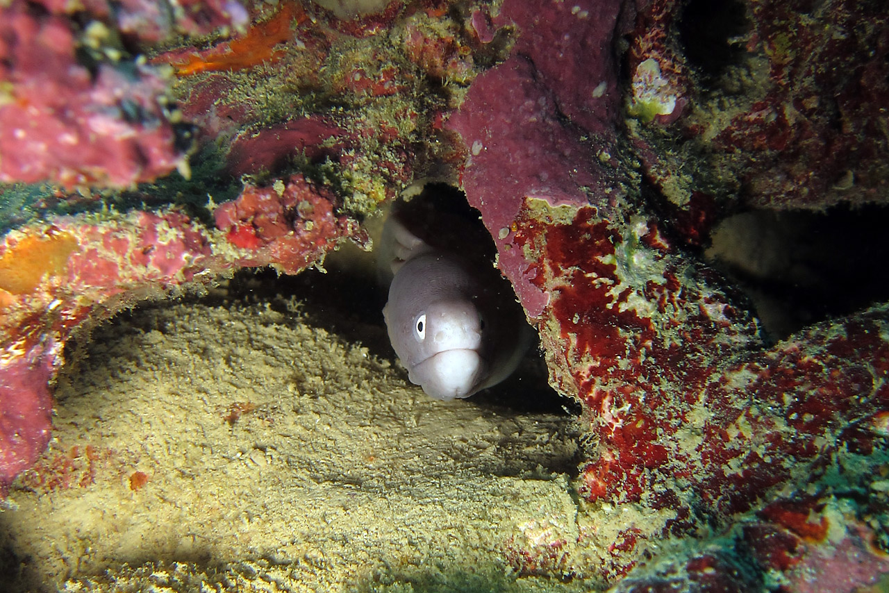 Diving Okinawa