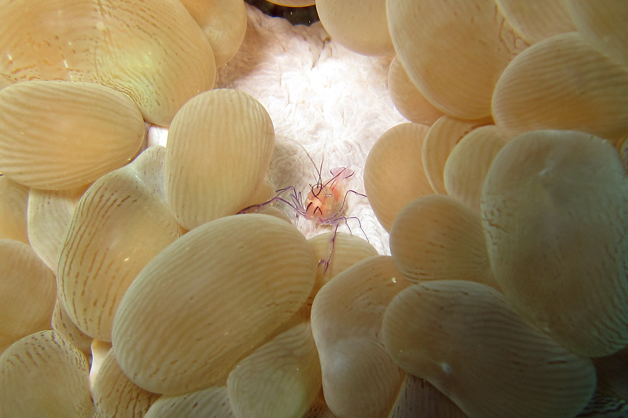 Diving Okinawa