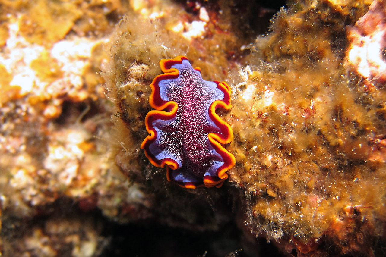 Diving Okinawa