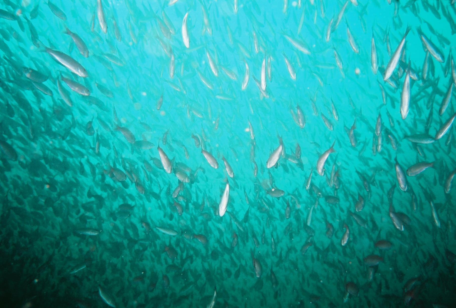 Diving on the Russian Freighter in Pensacola, Florida