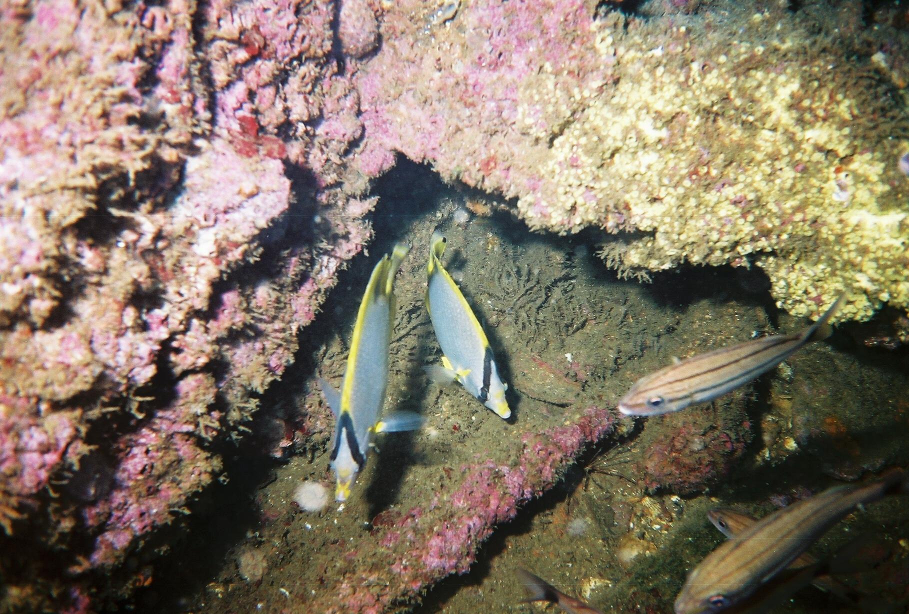 Diving on the Russian Freighter in Pensacola, Florida