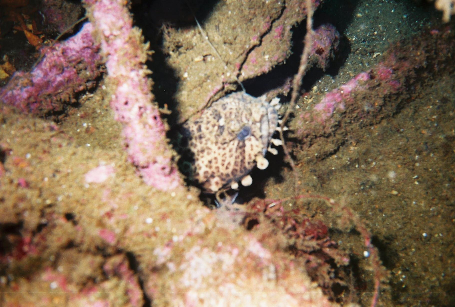 Diving on the Russian Freighter in Pensacola, Florida