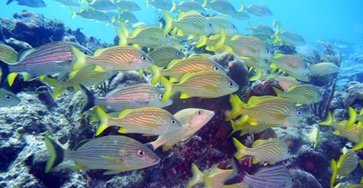 Diving Pics of Puerto Morelos