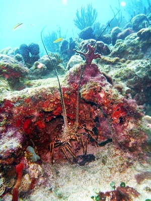 Diving Pics of Puerto Morelos