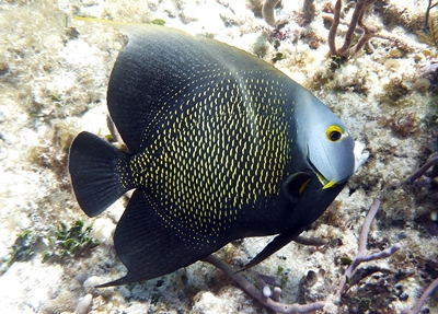 Diving Pics of Puerto Morelos