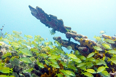 Diving Pics of Puerto Morelos