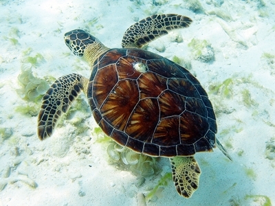 Diving Pics of Puerto Morelos