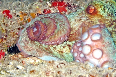 Diving Pics of Puerto Morelos