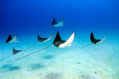 Diving Pics of Puerto Morelos