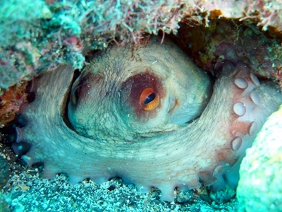 Diving Pics of Puerto Morelos