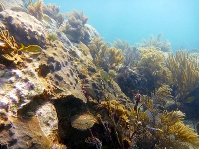 Diving Pics of Puerto Morelos