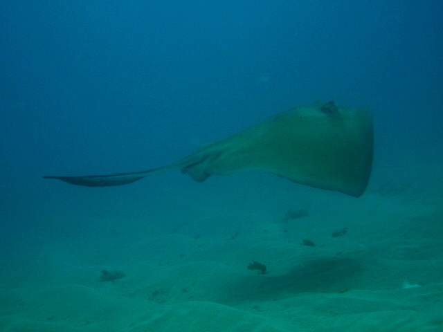 Diving Puerto Rico