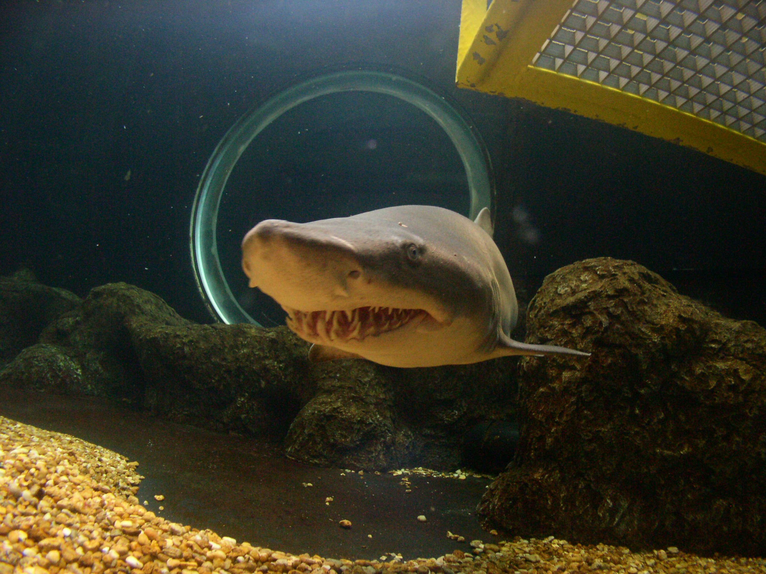 Diving Shark tank at Florida Aquarium