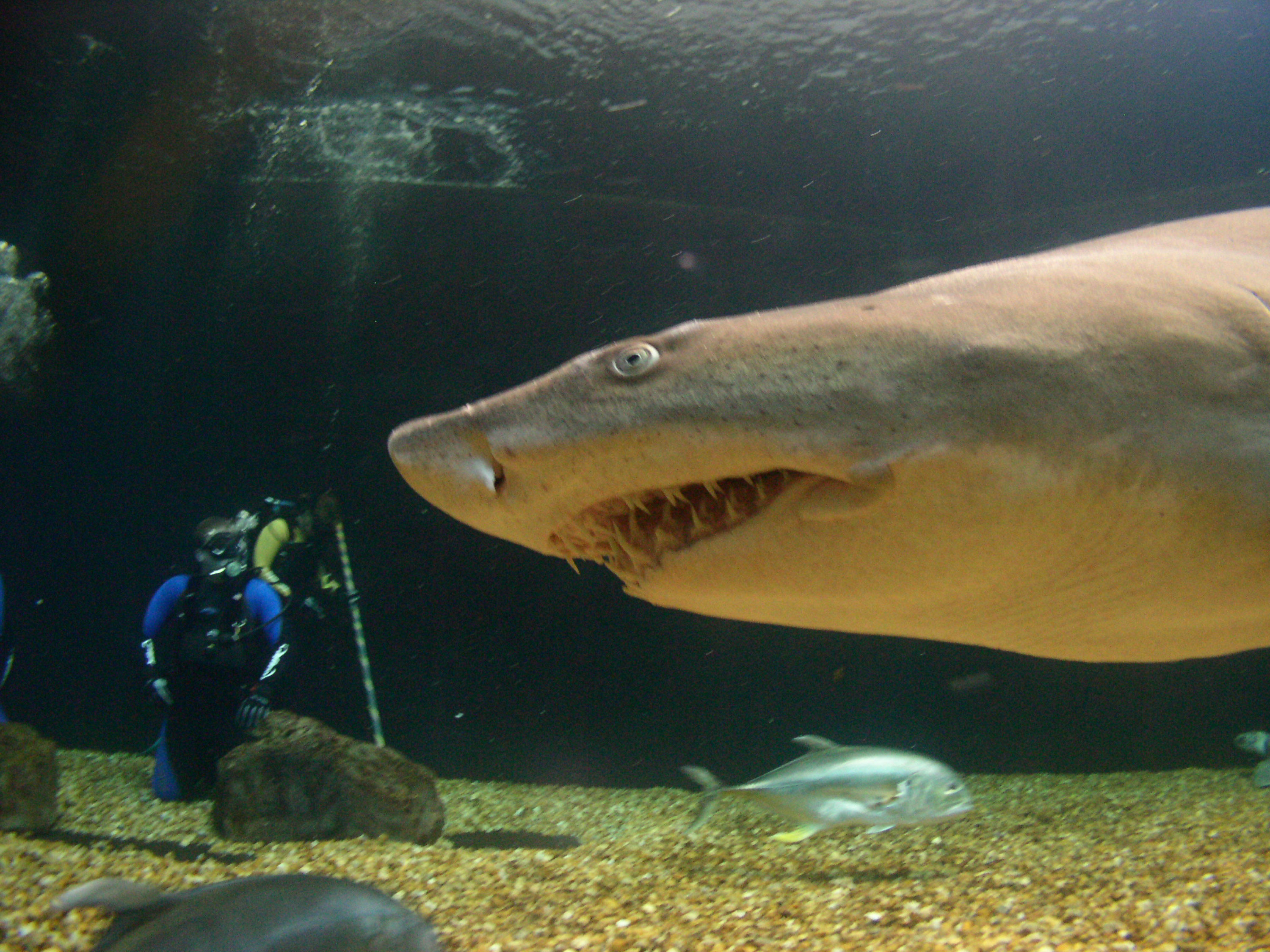 Diving Shark tank at Florida Aquarium