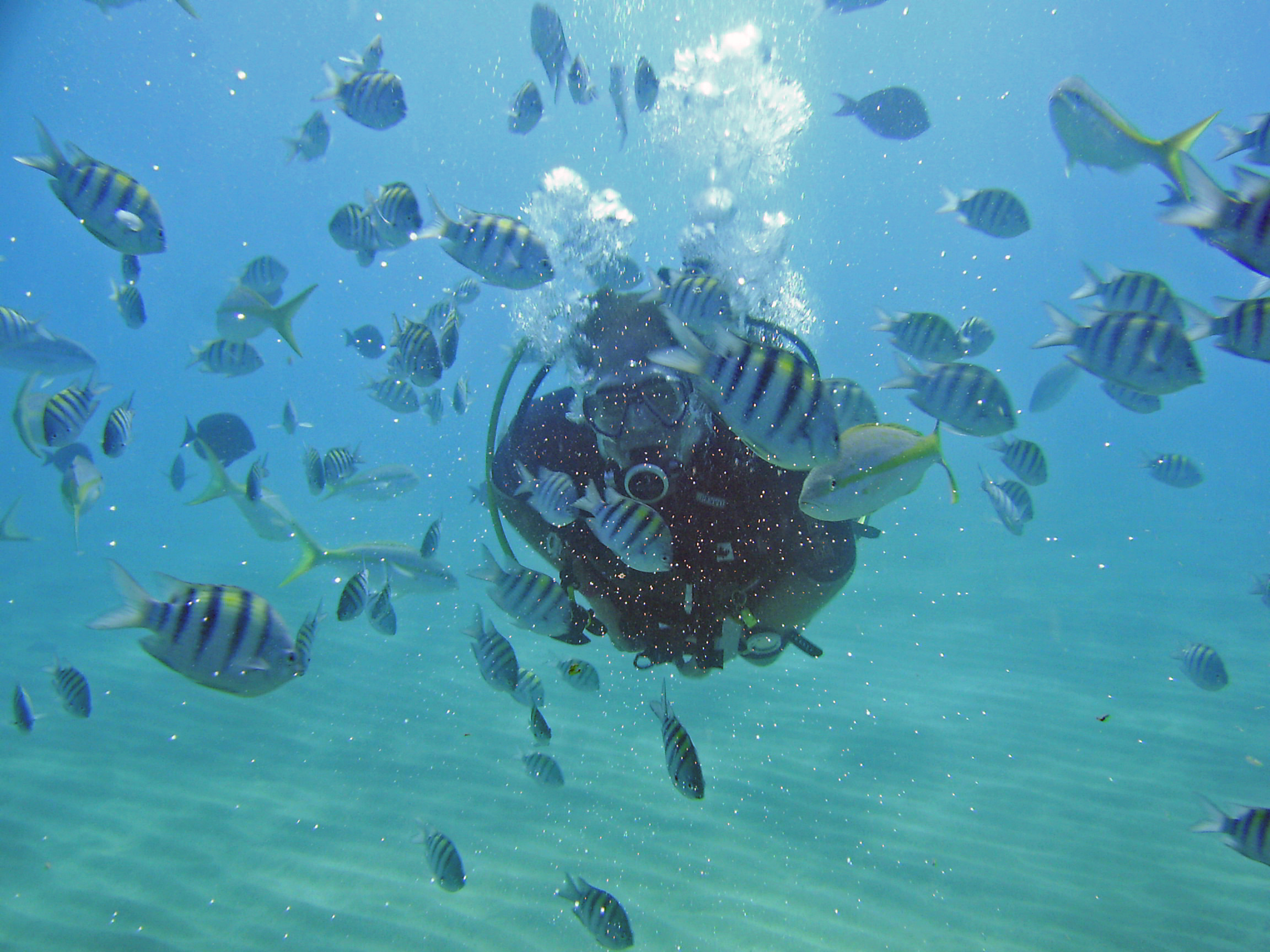 Diving Sosua Oct 09