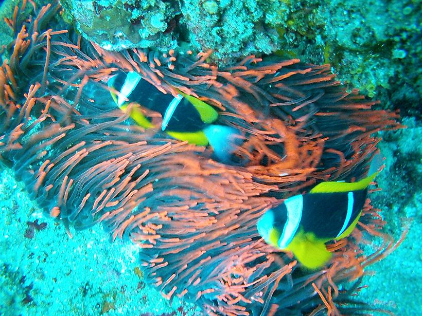 Diving various sites at Ponta Malongane