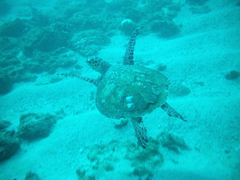 Diving various sites at Ponta Malongane