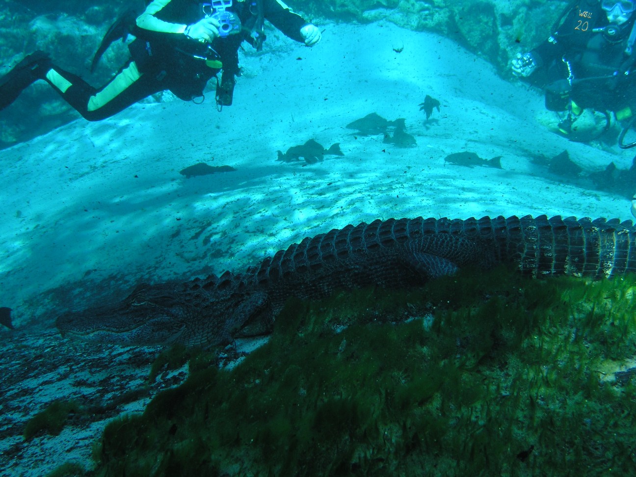 Diving with Ber and Crew