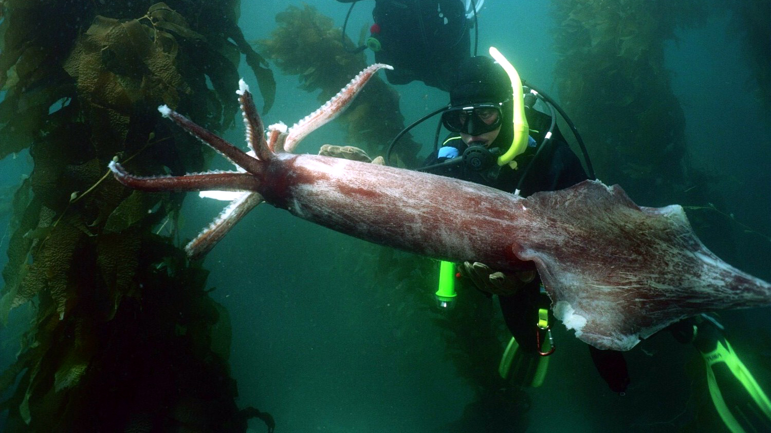 Diving with Giant Squid