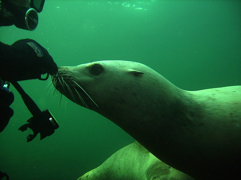 Diving with Lions