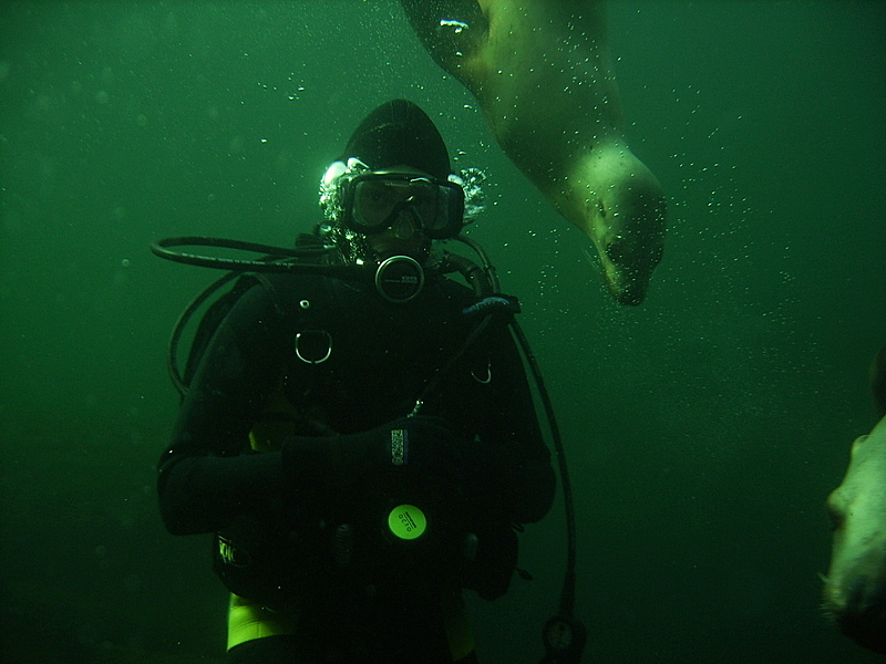 Diving with Lions