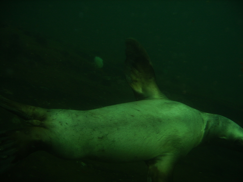 Diving with Lions