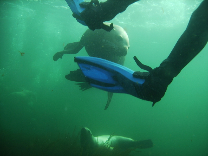 Diving with Lions